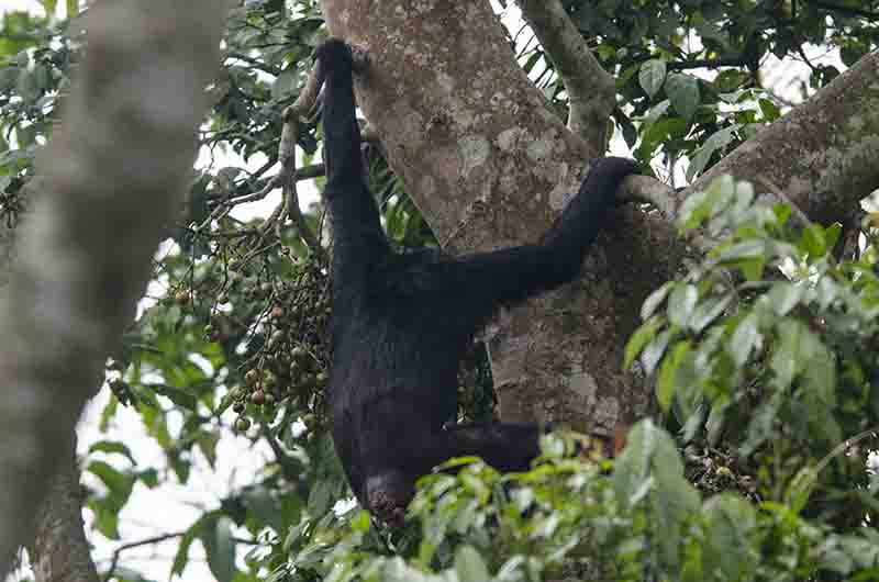 17 - Chimpance - parque nacional de Nyungwe - Ruanda